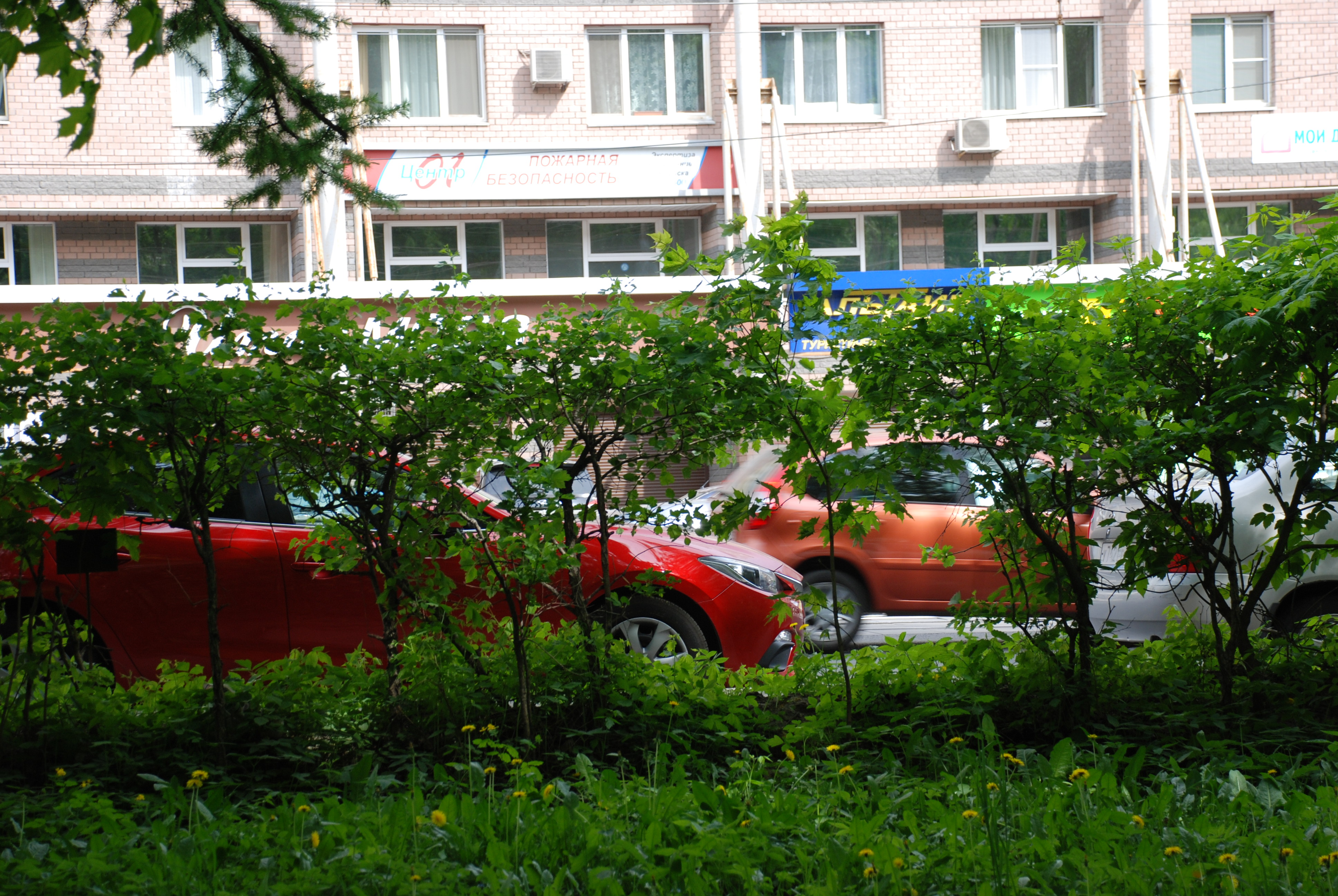 Зеленые легкие города: возможно ли спасти парки Нижнего Новгорода - фото 9