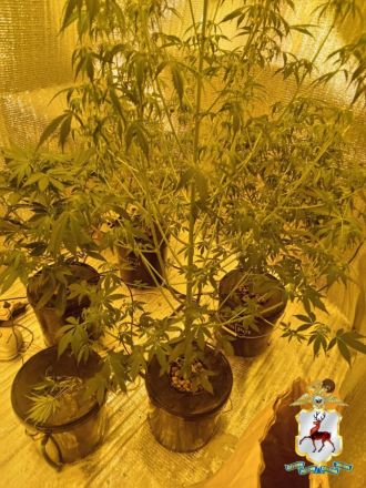 Две наркофермы и винтовку с патронами обнаружили у 41-летнего нижегородца - фото 4