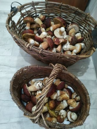 Сезон белых грибов завершается в Нижегородской области - фото 3