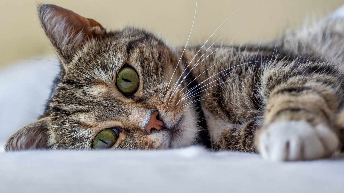 Нижегородцы смогут бесплатно проверить здоровье своих кошек