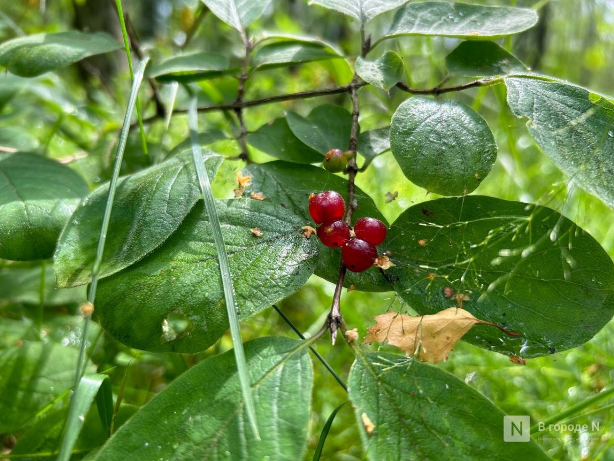 Названы пять самых опасных ягод в Нижегородской области