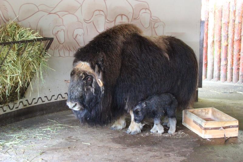 Овцебык впервые появился на свет в нижегородском зоопарке &laquo;Липмопо&raquo; - фото 1