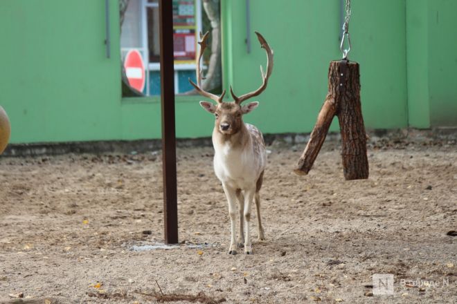 Новый павильон строят в зоопарке «Лимпопо» в Нижнем Новгороде - фото 9