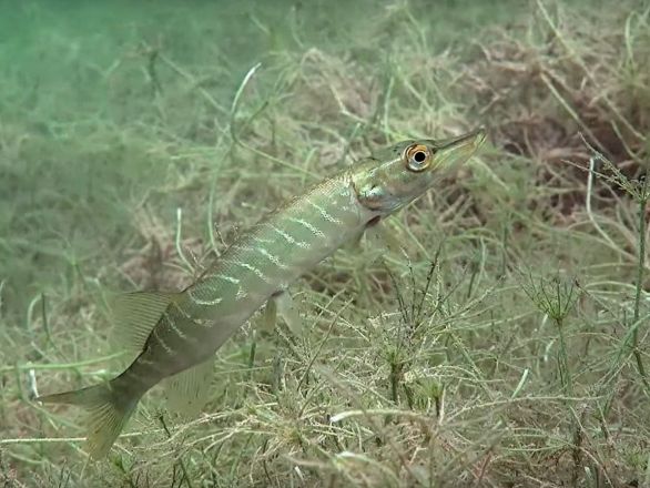 Фридайверы рассказали о самых необычных находках на дне нижегородских водоемов - фото 4
