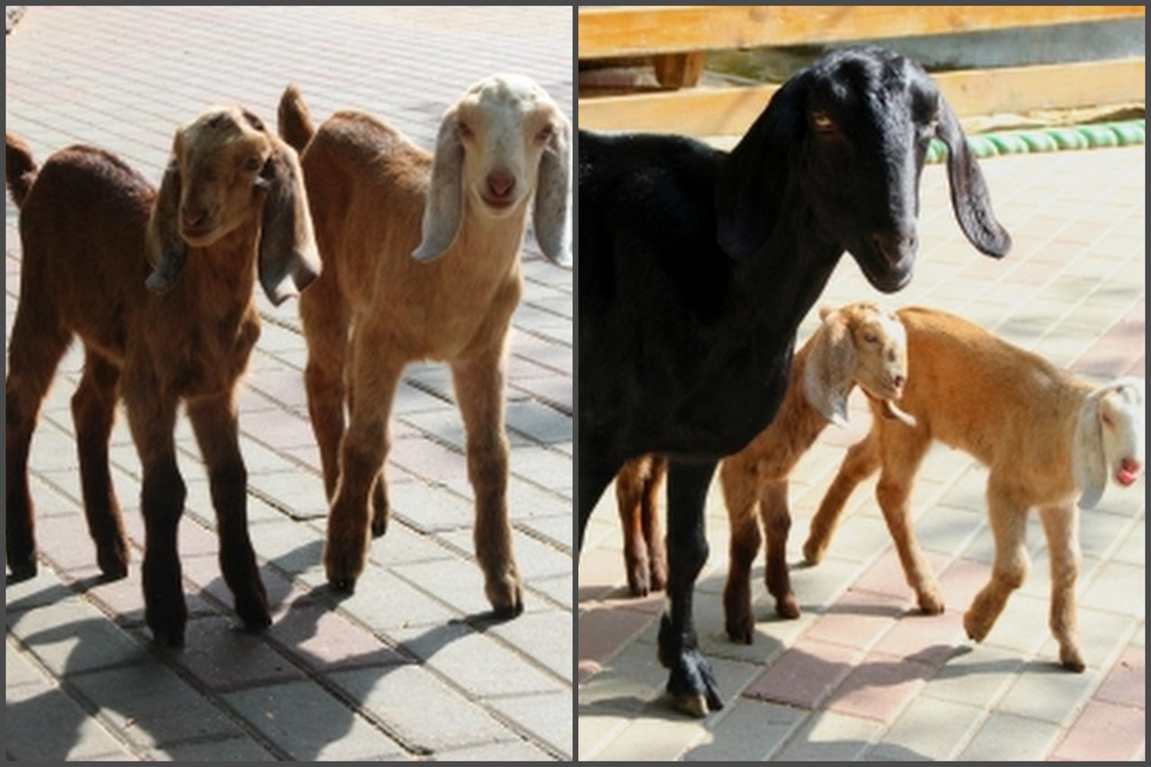 Нубийские козлята вышли на свою первую прогулку в зоопарке &laquo;Лимпопо&raquo; (ФОТО) - фото 1