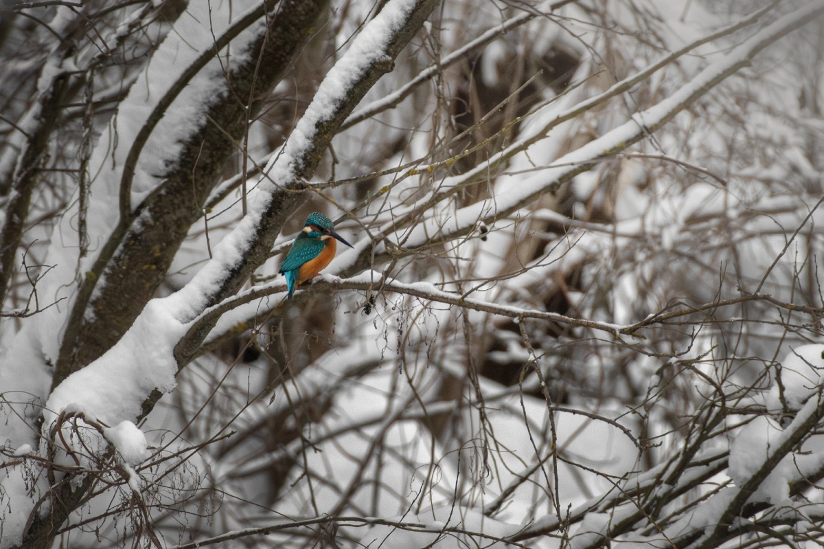 Редкий случай зимовки зимородков зафиксировали в Нижегородской области - фото 1