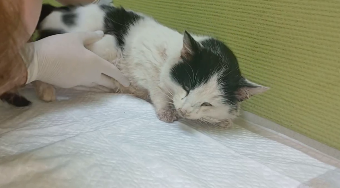 Ветеринар из Сокольского объяснила, почему выбросила травмированного кота на улицу - фото 1