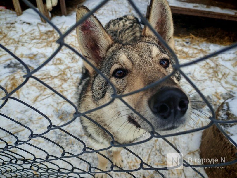Фонд &laquo;Сострадание НН&raquo; прекратил прием животных из-за долга в 700 000 рублей - фото 1