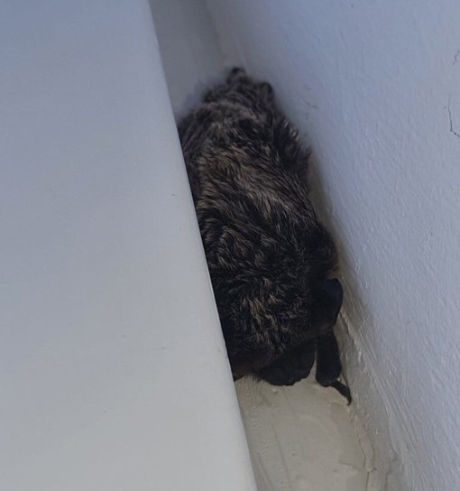 Летучая мышь залетела в квартиру нижегородки в ЖК &laquo;Новая Кузнечиха&raquo; - фото 1