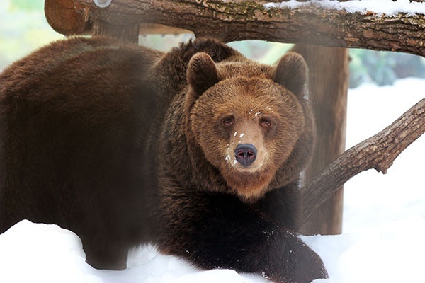 Бурые медведи нижегородского зоопарка проснулись после спячки - фото 1