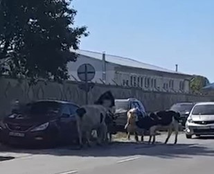 Нижегородцы жалуются на коров-драчунов из Выксы